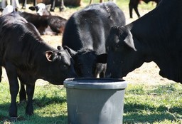 FP-Cattle_Supplements