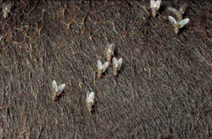 haematobia_irritans_adult_dorsal_m_01