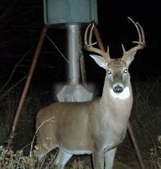 DeerFeeder