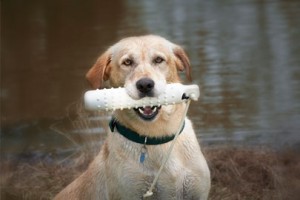 S1-EK9-Work_and_Sport-field_trial_dogs-183