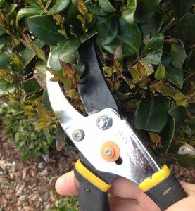 pruning