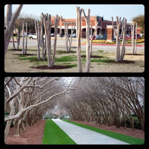 crapemyrtlecomparison