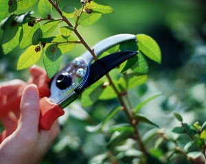 Pruning (1)