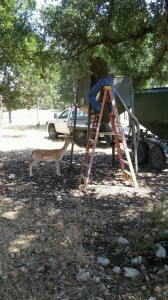 deer feeder