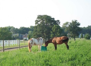 2-horses-drinking jug waterer