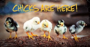 spring chick arrival information