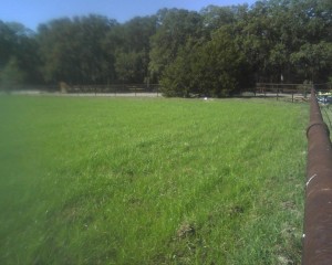 ryegrass pasture